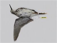 藏品(鷹斑鷸)的圖片